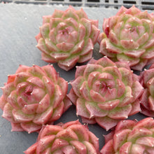 画像をギャラリービューアに読み込む, マルガン×ソクヨン
