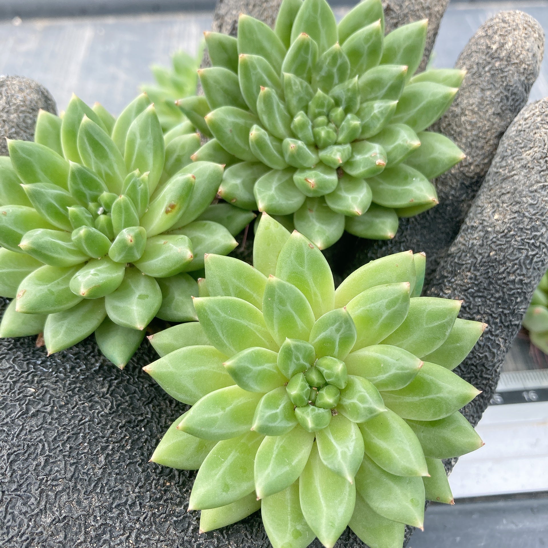 あざらし☆多肉植物出品中様 23苗 あざらし☆多肉植物出品中様 23苗