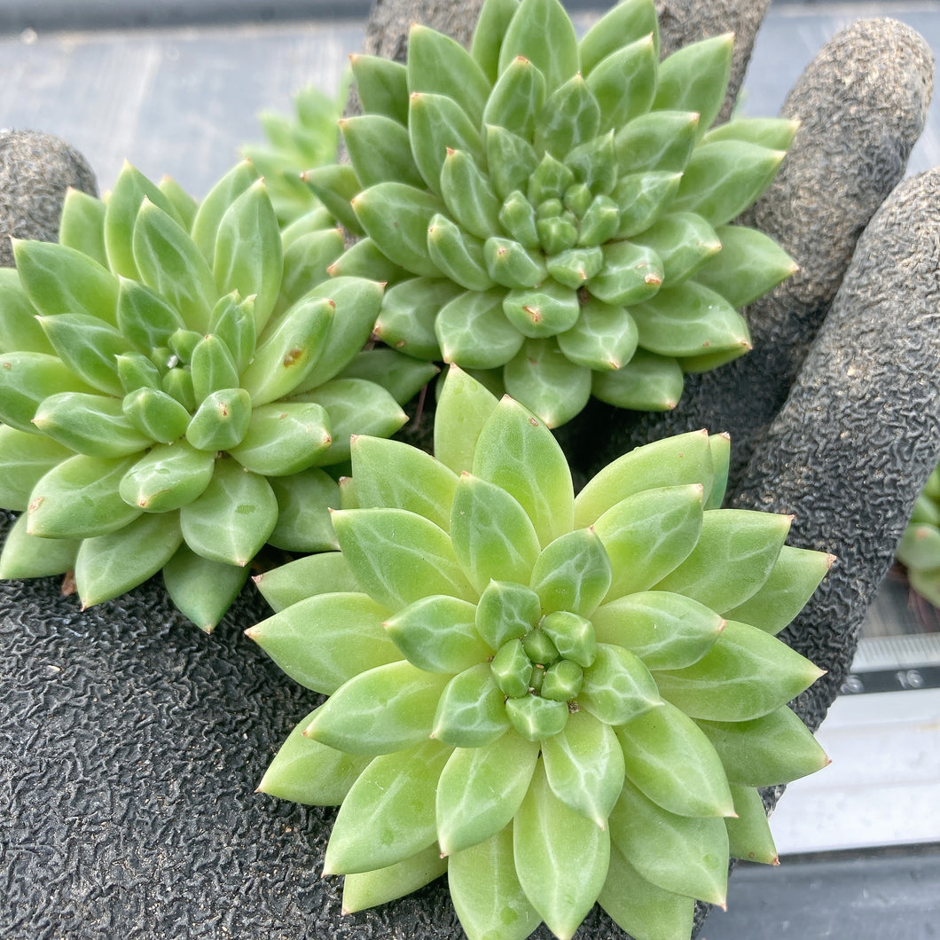 オラクル