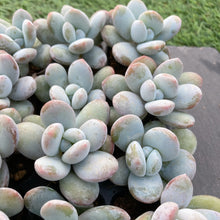 画像をギャラリービューアに読み込む, 雪美人10苗セット
