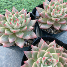 画像をギャラリービューアに読み込む, スノーマウンテンジェニー
