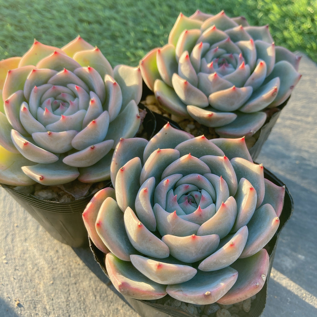 ラズベリーアイス