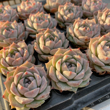 画像をギャラリービューアに読み込む, ポセイドン
