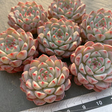 画像をギャラリービューアに読み込む, ブルーミニマ
