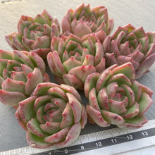 画像をギャラリービューアに読み込む, チリアン
