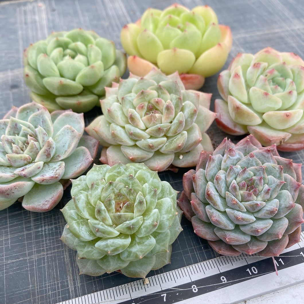 寄せ植え7苗セット.2