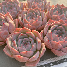 画像をギャラリービューアに読み込む, キャロライン
