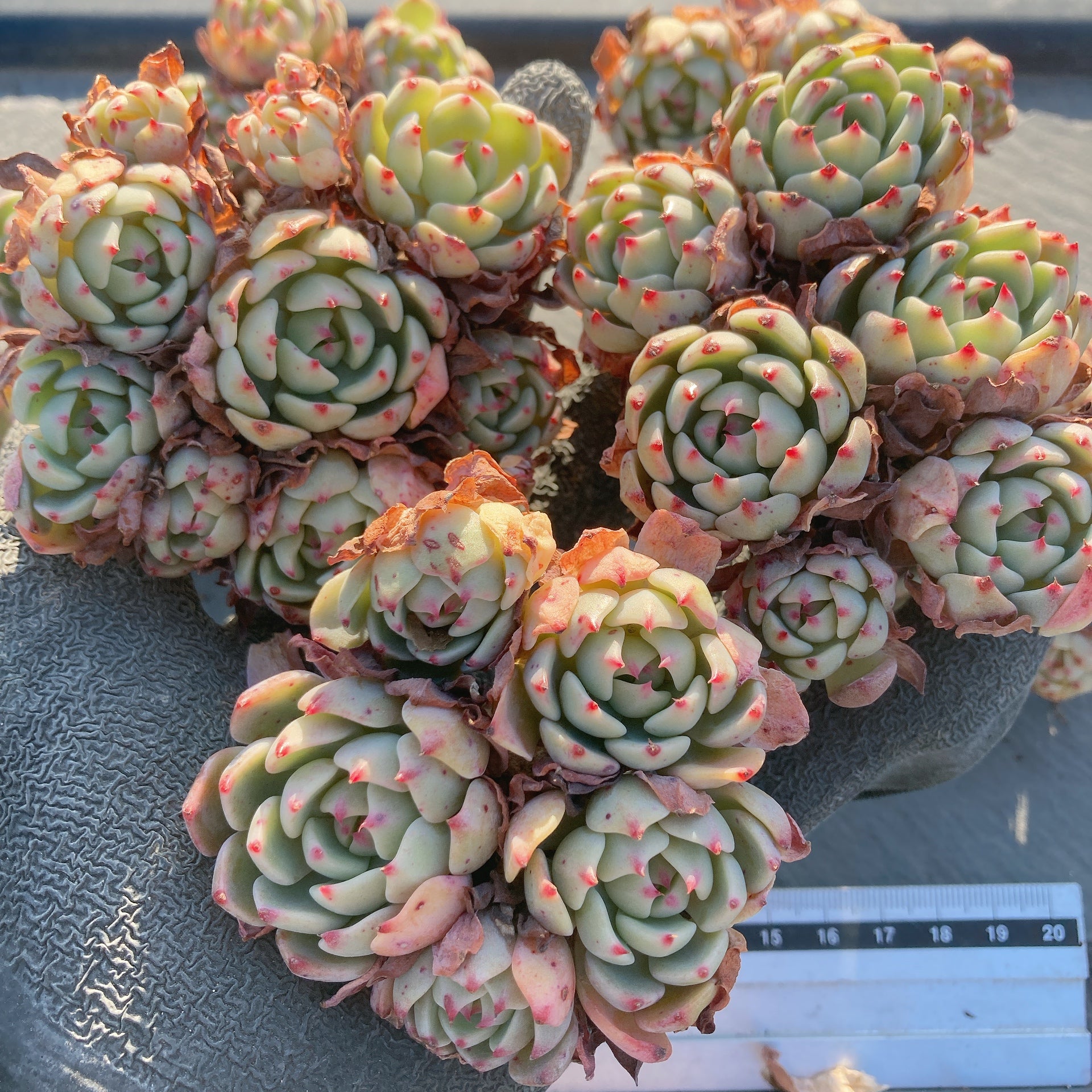 Top【選抜株】多肉植物 21063ピンクエレファント35個 鉢無し/脱土 Top