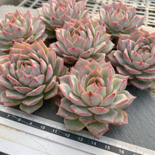 画像をギャラリービューアに読み込む, リンドシアナ
