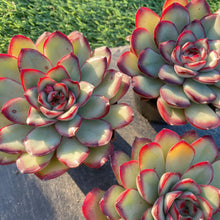 画像をギャラリービューアに読み込む, ミートソースローズ
