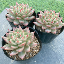 画像をギャラリービューアに読み込む, スノーマウンテンジェニー
