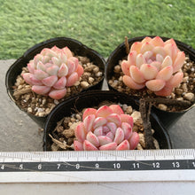 画像をギャラリービューアに読み込む, ナルシス
