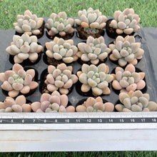 画像をギャラリービューアに読み込む, アラン
