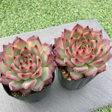 画像をギャラリービューアに読み込む, ファイアピラー
