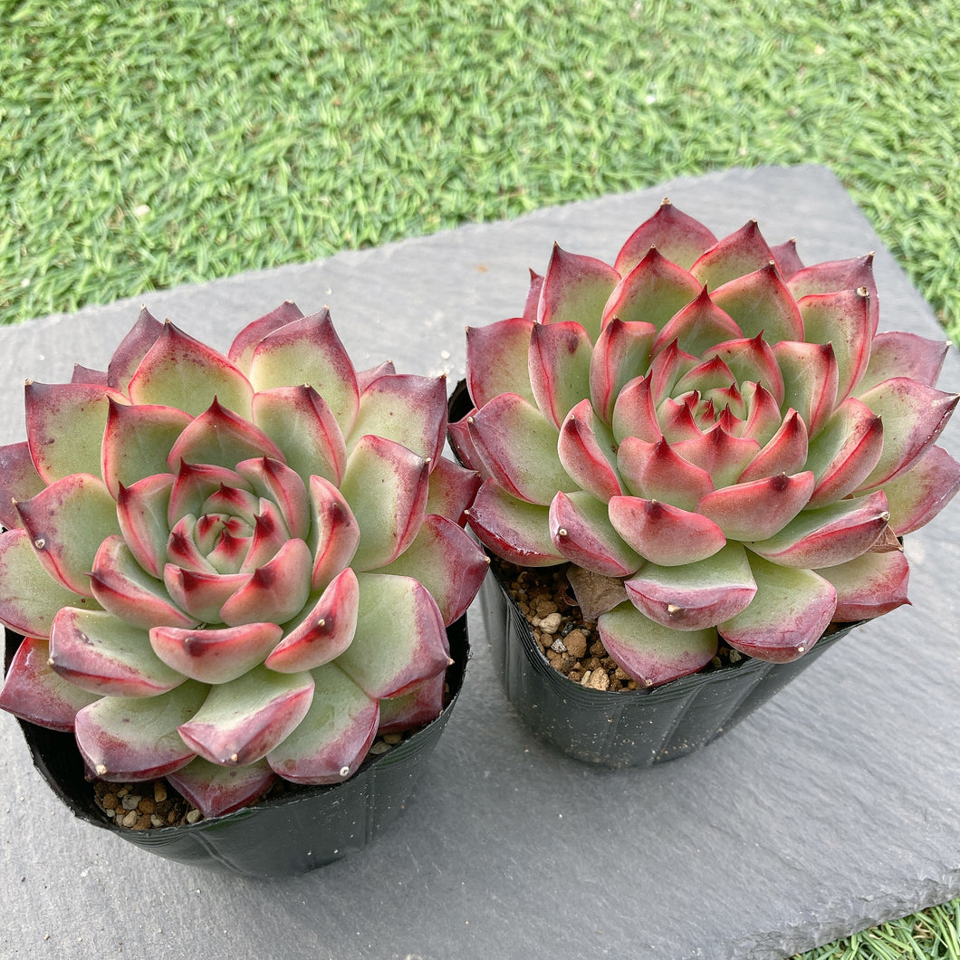 ファイアピラー