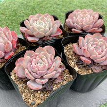 画像をギャラリービューアに読み込む, ラフィート
