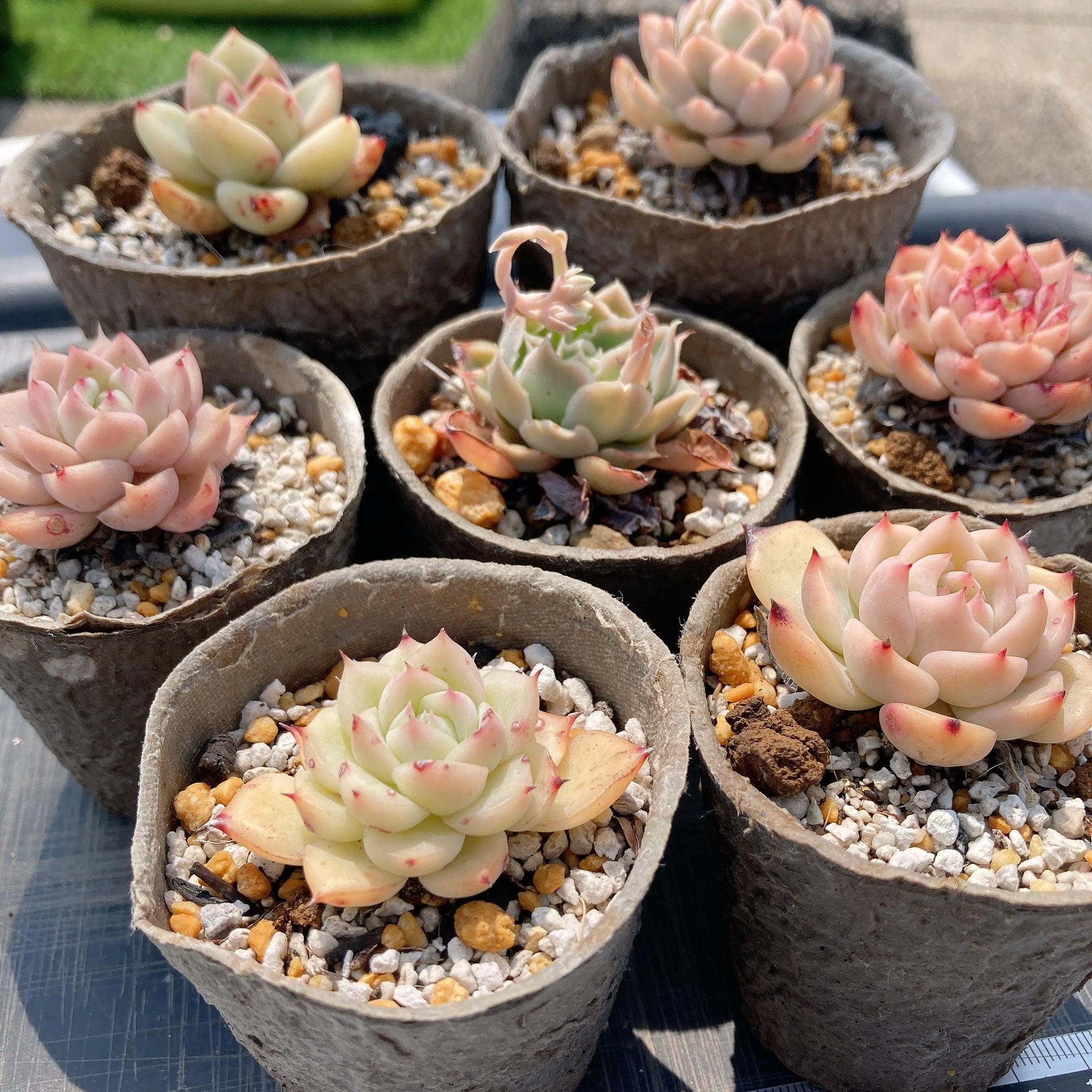 39超美苗★ 即購入 ★韓国苗 ブティック組合★100苗コース★可愛い多肉植物★ 39超美苗☆ 即購入 ☆韓国苗 ブティック組合☆100苗コース☆