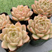 画像をギャラリービューアに読み込む, マルガン
