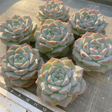 画像をギャラリービューアに読み込む, フロスティング
