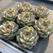 画像をギャラリービューアに読み込む, マドンナ
