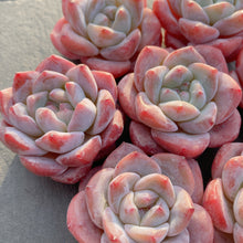 画像をギャラリービューアに読み込む, ピンクアレックス×アイスグリーン
