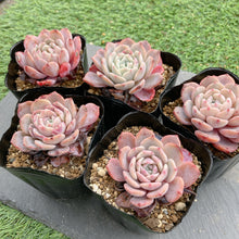 画像をギャラリービューアに読み込む, ラフィート
