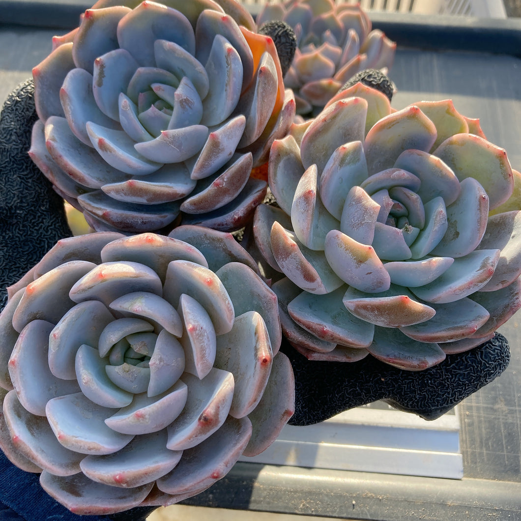 パープルクイーン