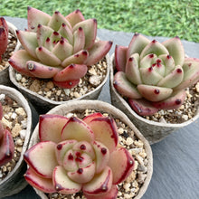 画像をギャラリービューアに読み込む, シャーロットガーデン
