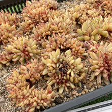 画像をギャラリービューアに読み込む, アイクソウル錦綴化
