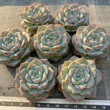 画像をギャラリービューアに読み込む, フロスティング
