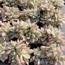 画像をギャラリービューアに読み込む, メビナ錦
