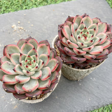 画像をギャラリービューアに読み込む, スターライトジェニー
