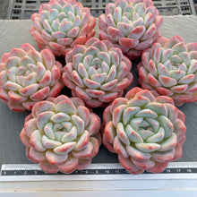 画像をギャラリービューアに読み込む, シックモンロー
