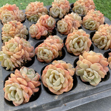 画像をギャラリービューアに読み込む, ダルシマー
