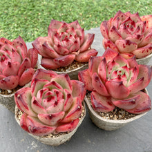 画像をギャラリービューアに読み込む, ロカ
