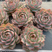 画像をギャラリービューアに読み込む, リンドシアナ
