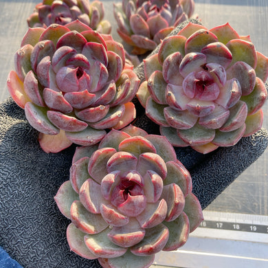 Amabile 小(韓国苗) Amabile 小(韓国苗)