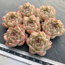 画像をギャラリービューアに読み込む, クラウドタワー
