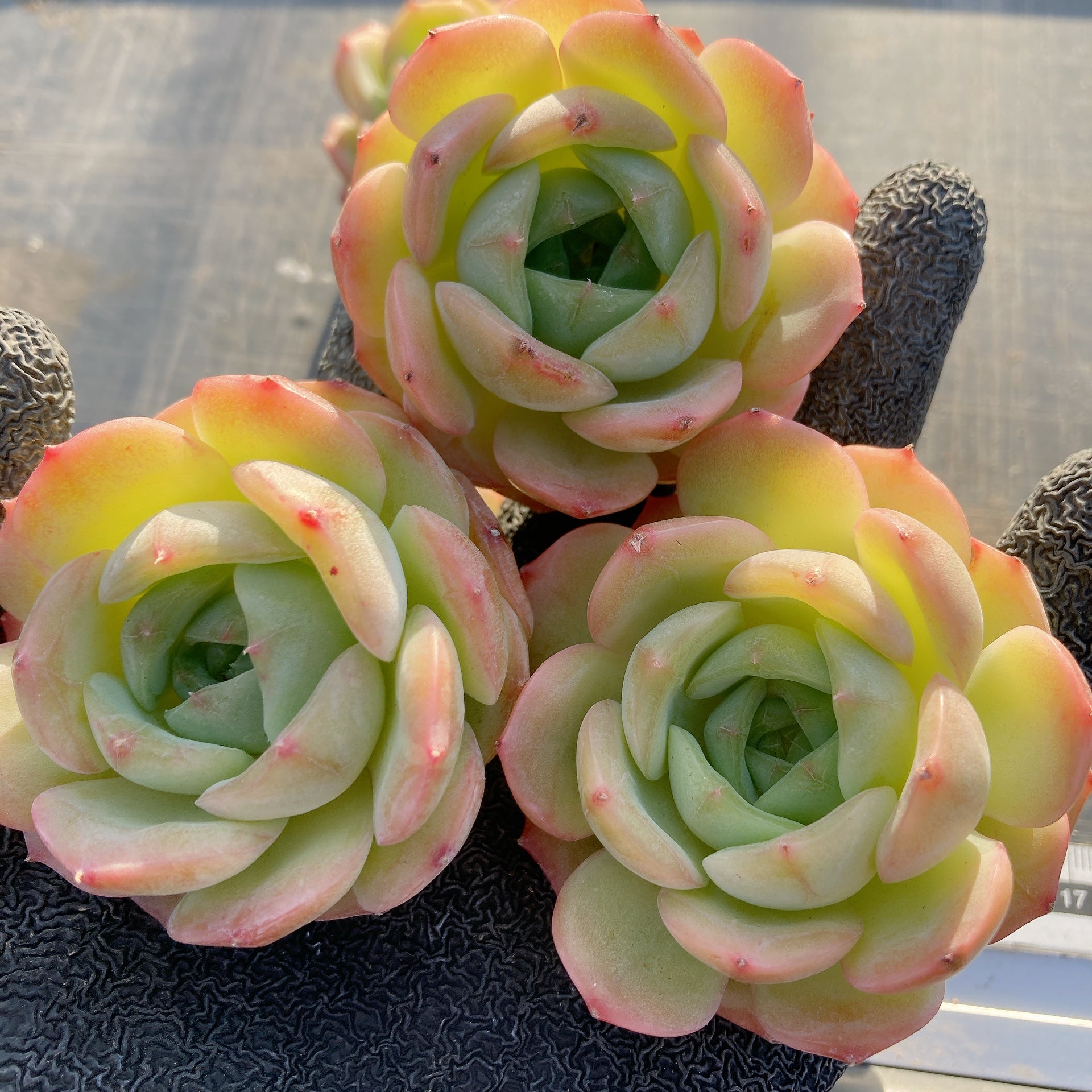 No.532 ❁オレンジライト❁ 抜き苗 多肉植物 寄せ植え No.532 ❁オレンジライト❁ 抜き苗 多肉植物 寄せ植え No.532