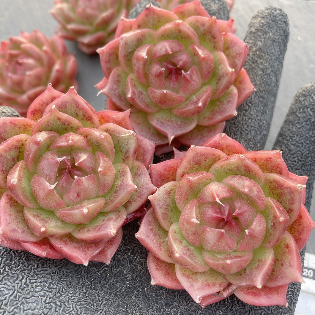 マルガン×ソクヨン