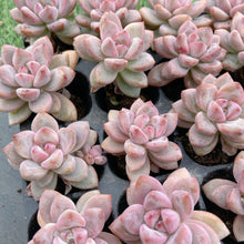 画像をギャラリービューアに読み込む, スタースノー
