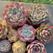 画像をギャラリービューアに読み込む, 新苗9種全部セット
