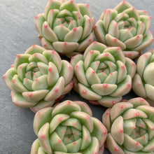 画像をギャラリービューアに読み込む, アメイジンググレイス×アマビレ
