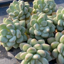 画像をギャラリービューアに読み込む, バブルガム
