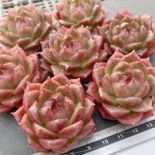 画像をギャラリービューアに読み込む, マルガン×ソクヨン
