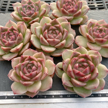 画像をギャラリービューアに読み込む, ロメオ交配
