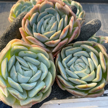 画像をギャラリービューアに読み込む, ポトシナ
