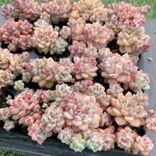 画像をギャラリービューアに読み込む, キャラメルスピリット
