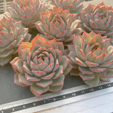 画像をギャラリービューアに読み込む, リンドシアナ
