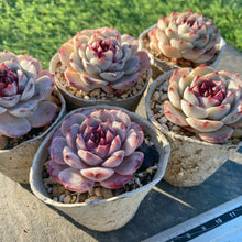 画像をギャラリービューアに読み込む, パープルガーネット
